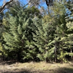 Hesperocyparis arizonica (Arizona Cypress) at Paddys River, ACT - 24 Jul 2023 by dwise
