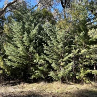 Hesperocyparis arizonica (Arizona Cypress) at Paddys River, ACT - 24 Jul 2023 by dwise