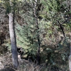 Cupressus arizonica at Paddys River, ACT - 24 Jul 2023