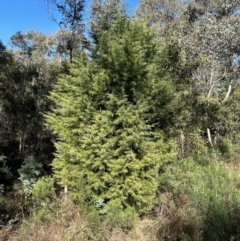 Cupressus arizonica at Paddys River, ACT - 24 Jul 2023