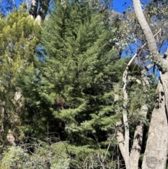 Cupressus arizonica at Paddys River, ACT - 24 Jul 2023