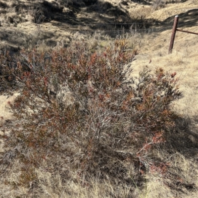 Melaleuca citrina (Crimson Bottlebrush) at Stone Wall Paddock - 22 Jul 2023 by dwise