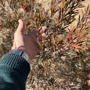 Callistemon citrinus at Greenway, ACT - 22 Jul 2023 12:35 PM