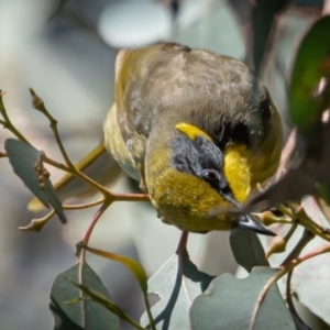 Lichenostomus melanops at Canberra Central, ACT - 28 Jul 2023