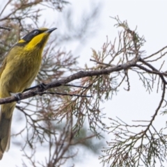 Lichenostomus melanops at Canberra Central, ACT - 28 Jul 2023