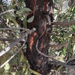 Acacia falciformis at Tuggeranong, ACT - 21 Jul 2023