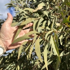 Acacia falciformis at Tuggeranong, ACT - 21 Jul 2023