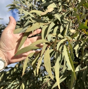 Acacia falciformis at Tuggeranong, ACT - 21 Jul 2023 02:33 PM