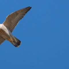 Falco peregrinus (Peregrine Falcon) at Belconnen, ACT - 27 Jul 2023 by Bigfish69