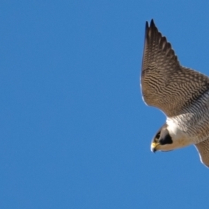 Falco peregrinus at Belconnen, ACT - 27 Jul 2023