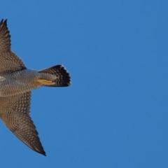 Falco peregrinus at Belconnen, ACT - 27 Jul 2023