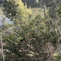 Grevillea juniperina subsp. fortis (Grevillea) at Tuggeranong, ACT - 21 Jul 2023 by dwise