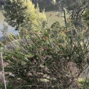 Grevillea juniperina subsp. fortis at Tuggeranong, ACT - 21 Jul 2023