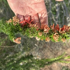 Grevillea juniperina subsp. fortis at Tuggeranong, ACT - 21 Jul 2023
