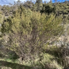 Dodonaea viscosa (Hop Bush) at Tuggeranong, ACT - 21 Jul 2023 by dwise