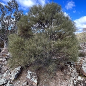 Acacia doratoxylon at Tuggeranong, ACT - 21 Jul 2023