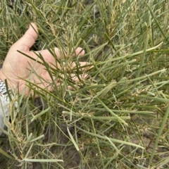 Acacia doratoxylon at Tuggeranong, ACT - 21 Jul 2023