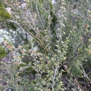 Phebalium squamulosum subsp. ozothamnoides at Tuggeranong, ACT - 21 Jul 2023