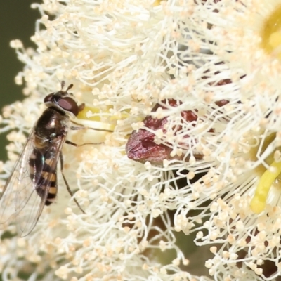 Simosyrphus grandicornis (Common hover fly) at Wodonga - 23 Jul 2023 by KylieWaldon