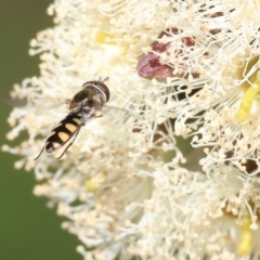 Simosyrphus grandicornis at WREN Reserves - 23 Jul 2023