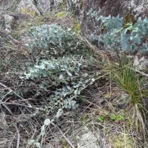 Veronica perfoliata at Tuggeranong, ACT - 21 Jul 2023 12:45 PM