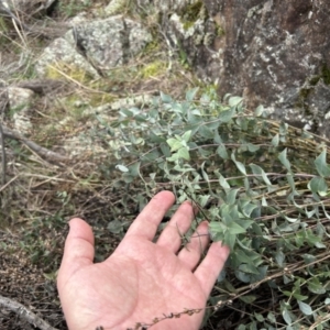 Veronica perfoliata at Tuggeranong, ACT - 21 Jul 2023 12:45 PM