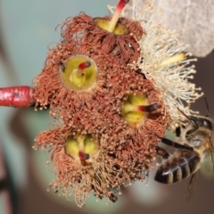 Unidentified Bee (Hymenoptera, Apiformes) at Wodonga, VIC - 23 Jul 2023 by KylieWaldon