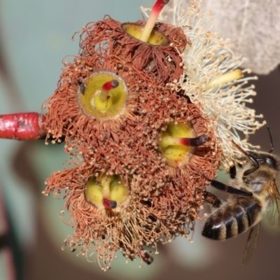 Apis mellifera at WREN Reserves - 23 Jul 2023 by KylieWaldon