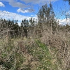 Unverified Other Tree at Tuggeranong, ACT - 18 Jul 2023 by dwise