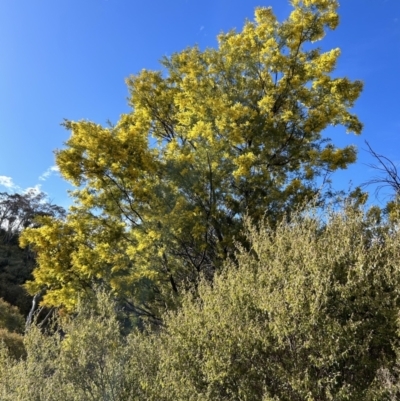 Acacia dealbata (Silver Wattle) at Paddys River, ACT - 20 Jul 2023 by dwise