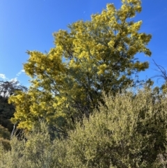 Acacia dealbata (Silver Wattle) at Bullen Range - 20 Jul 2023 by dwise