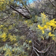 Acacia dealbata at Paddys River, ACT - 20 Jul 2023 10:18 AM