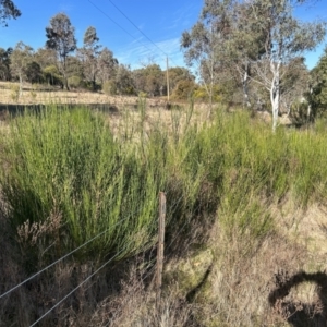 Cytisus scoparius subsp. scoparius at Stromlo, ACT - 12 Jul 2023