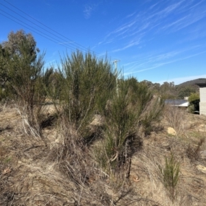 Cytisus scoparius subsp. scoparius at Stromlo, ACT - 12 Jul 2023