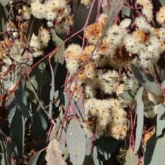 Eucalyptus albens (White Box) at Wodonga - 23 Jul 2023 by KylieWaldon