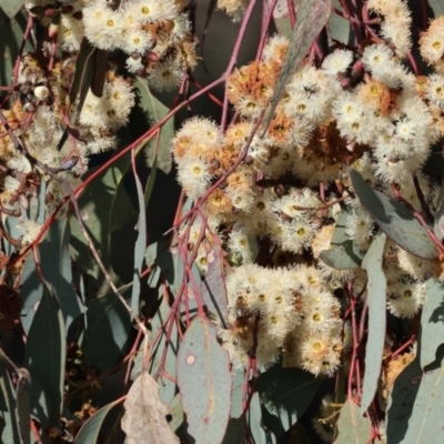 Eucalyptus albens (White Box) at WREN Reserves - 23 Jul 2023 by KylieWaldon