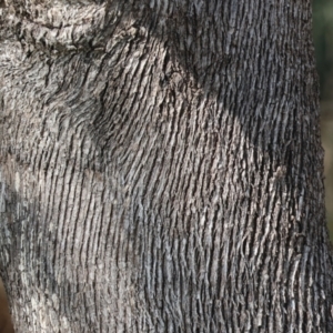 Eucalyptus albens at Wodonga, VIC - 23 Jul 2023
