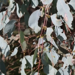 Eucalyptus albens at Wodonga, VIC - 23 Jul 2023 11:39 AM