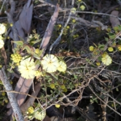 Acacia gunnii at Queanbeyan West, NSW - 29 Jul 2023