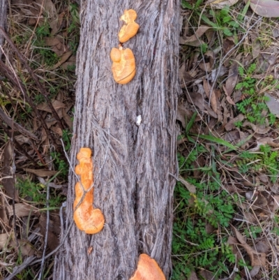 Trametes coccinea (Scarlet Bracket) at Stromlo, ACT - 18 Jul 2023 by KarlG