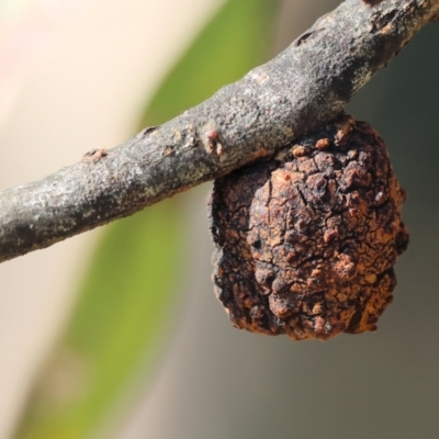 Apiomorpha sp. (genus) (A gall forming scale) at Wodonga - 23 Jul 2023 by KylieWaldon