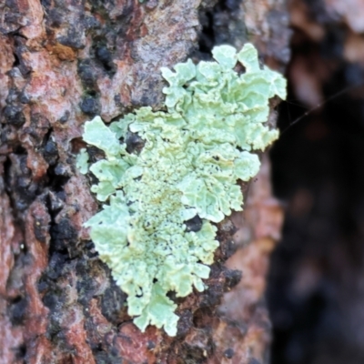 Unidentified Lichen at Wodonga - 23 Jul 2023 by KylieWaldon