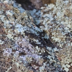 Unverified Lichen at Wodonga, VIC - 23 Jul 2023 by KylieWaldon