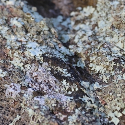 Unidentified Lichen at Wodonga - 23 Jul 2023 by KylieWaldon