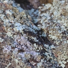 Unidentified Lichen at WREN Reserves - 23 Jul 2023 by KylieWaldon