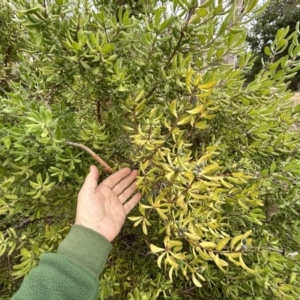 Persoonia rigida at Paddys River, ACT - 7 Jul 2023