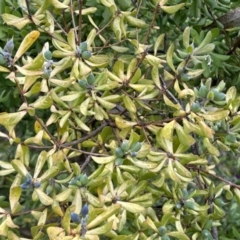 Persoonia rigida at Paddys River, ACT - 7 Jul 2023