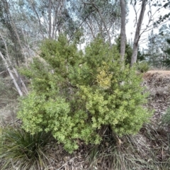 Persoonia rigida at Paddys River, ACT - 7 Jul 2023