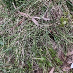 Nassella neesiana (Chilean Needlegrass) at Mount Majura - 28 Jul 2023 by waltraud