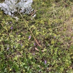 Vinca major (Blue Periwinkle) at Hackett, ACT - 28 Jul 2023 by waltraud